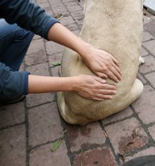 Hundephysiotherapie Oberhavel